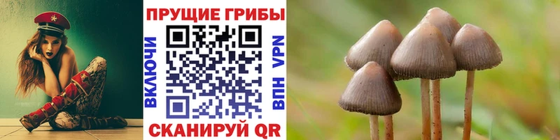 Псилоцибиновые грибы Psilocybe  Купить  Кизел 
